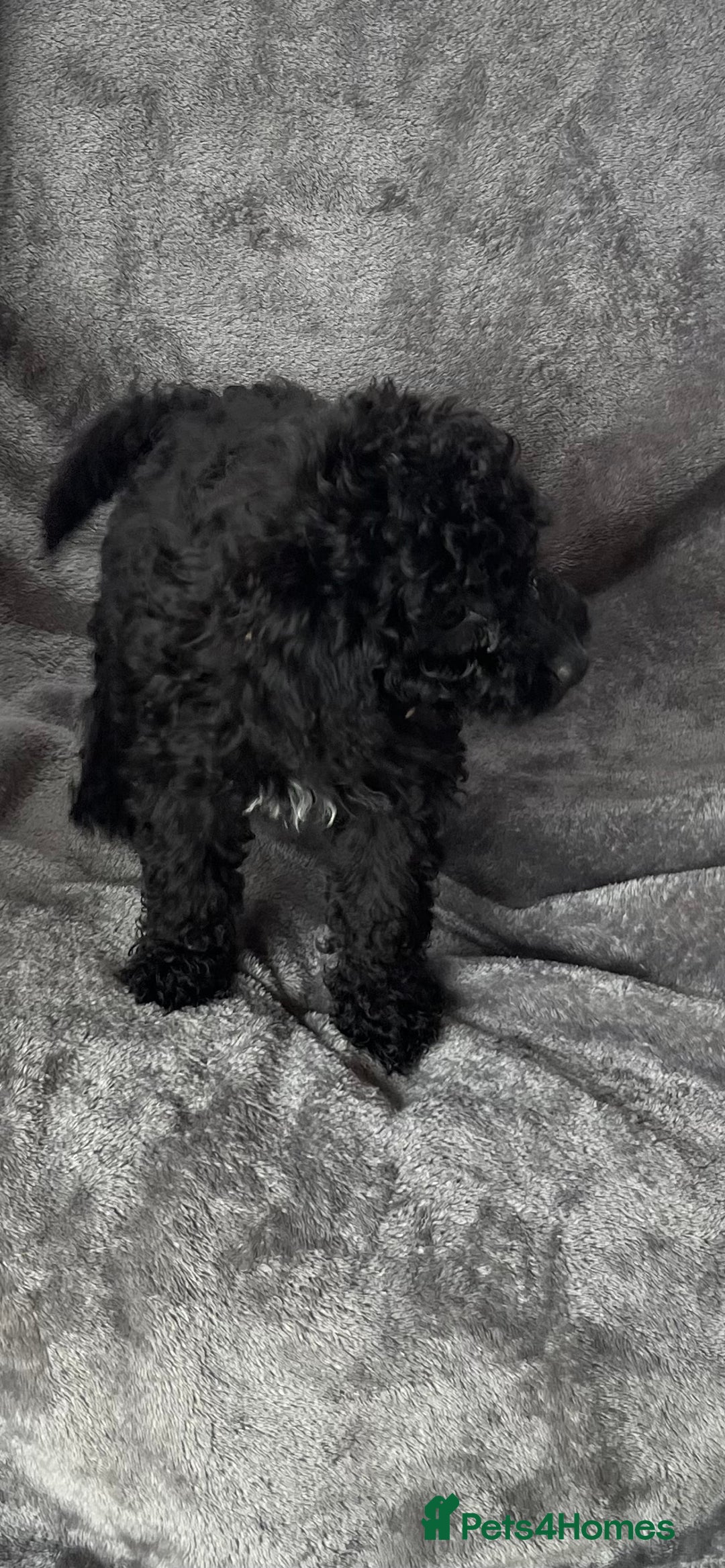 Cockapoo dogs for sale: Cockapoo F1B ready to leave  - Image 8