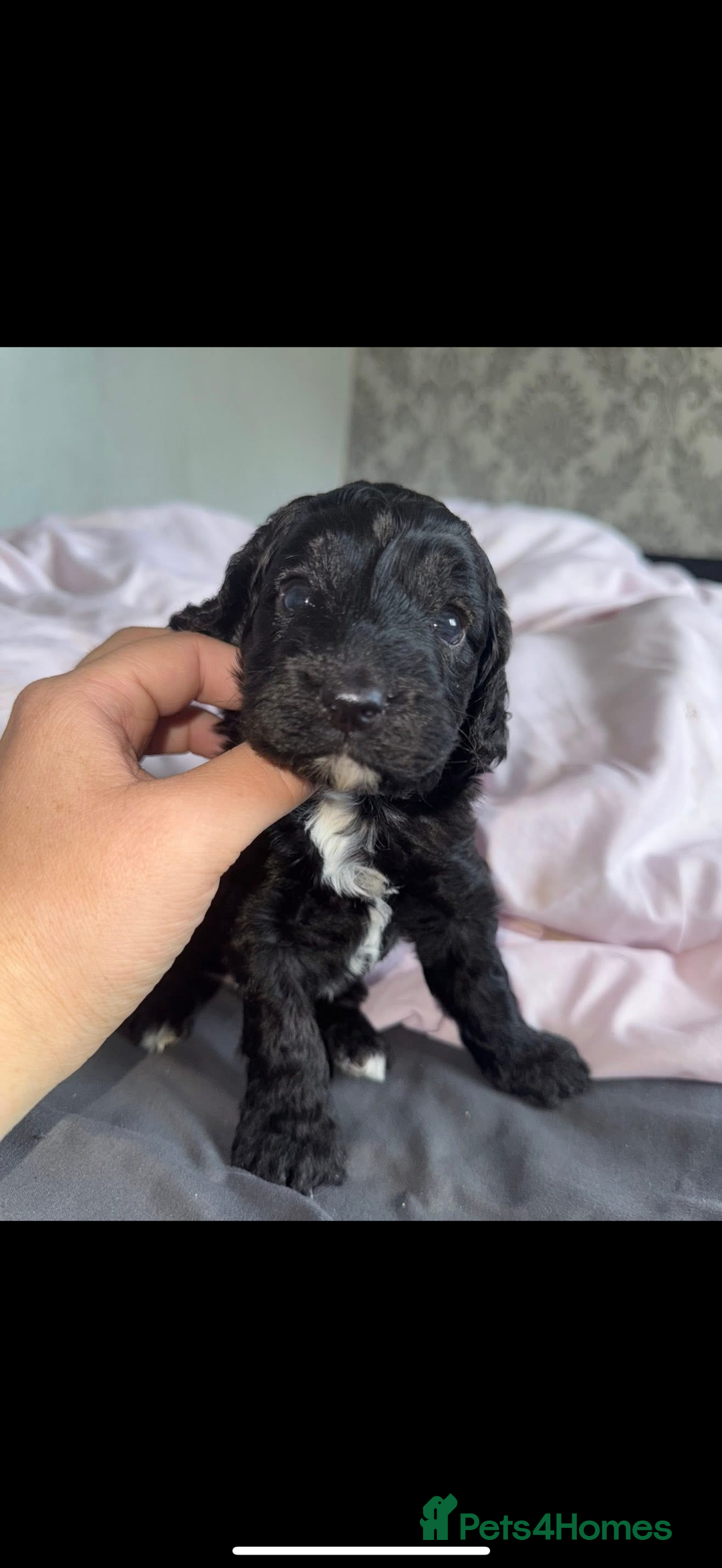 Cockapoo dogs for sale: Cockapoo puppies - Image 10
