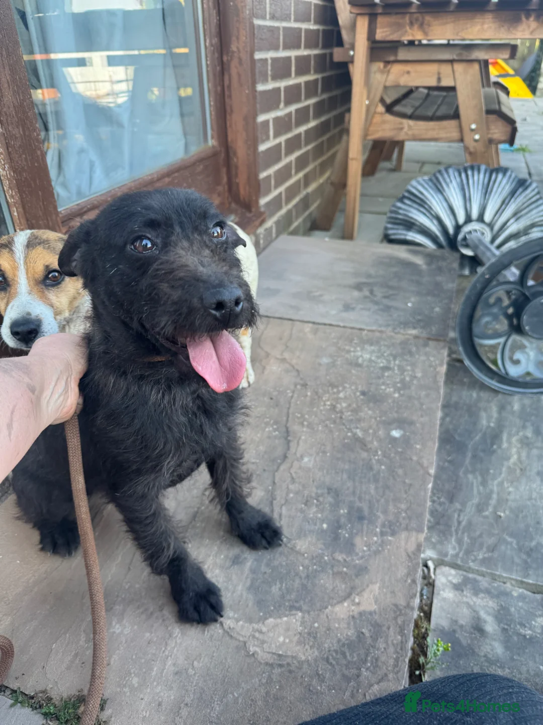 Patterdale Terrier dogs for sale: Adorable Patterdale Bitch  - Advert 2