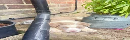 Olde English Bulldogge dogs for sale: Olde English fluffy Bulldogge puppies  - Advert 9