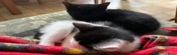 Mixed Breed cats for sale: Kittens for sale, farm bred, home reared in Chippenham - Advert 4