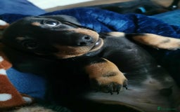 Dachshund dogs for sale: Smooth hair black and tan dachshund  - Image 2