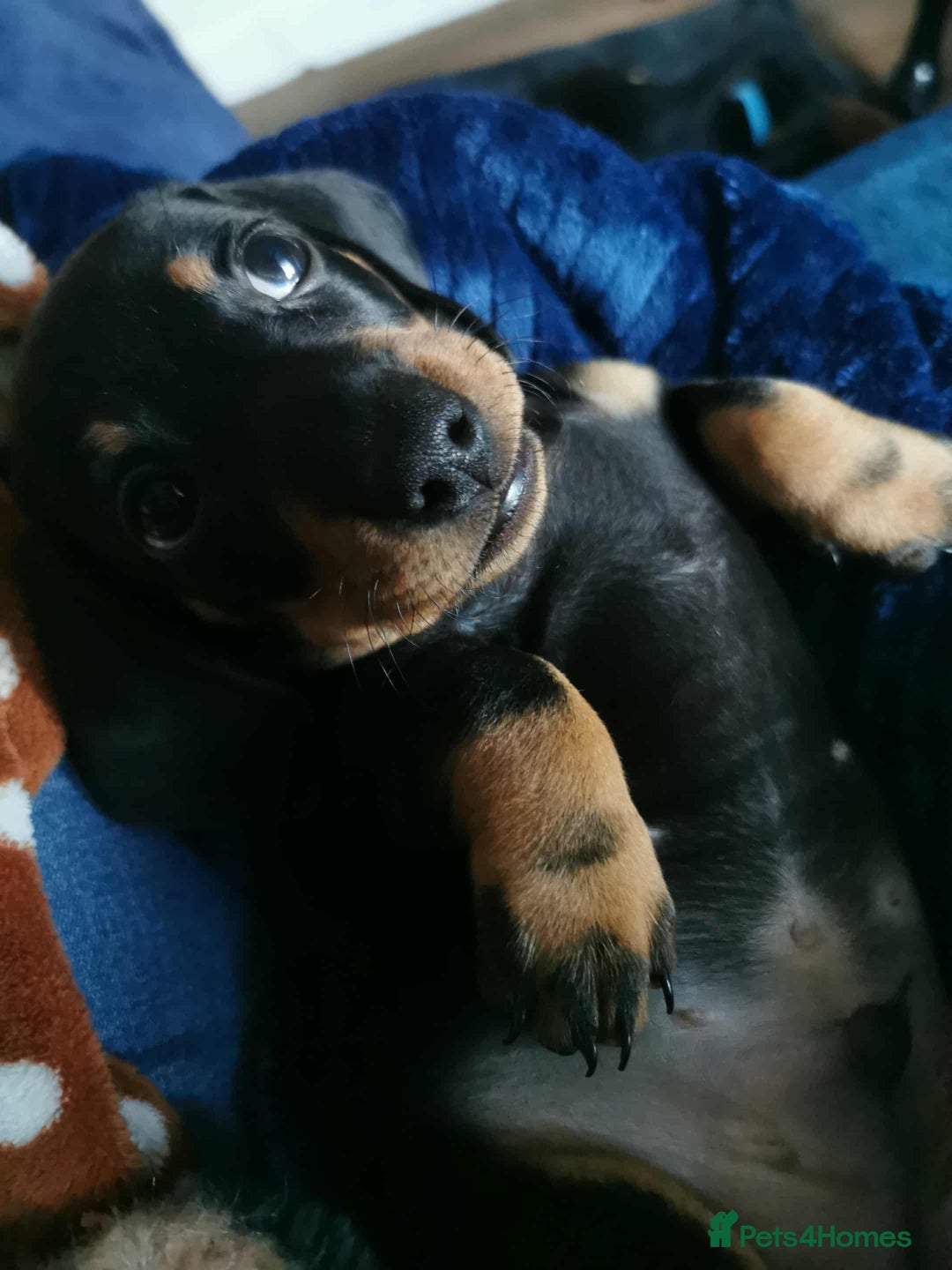 Dachshund dogs for sale: Smooth hair black and tan dachshund  - Image 2