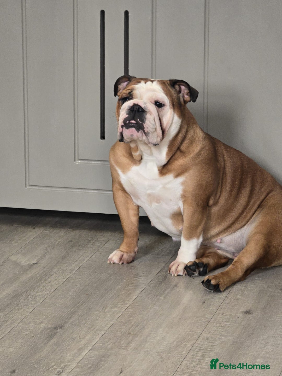 English Bulldog dogs for sale: English bulldog red white female  - Advert 1