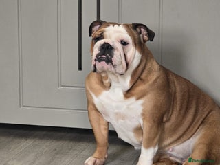 English Bulldog dogs English bulldog red white female - Advert 1