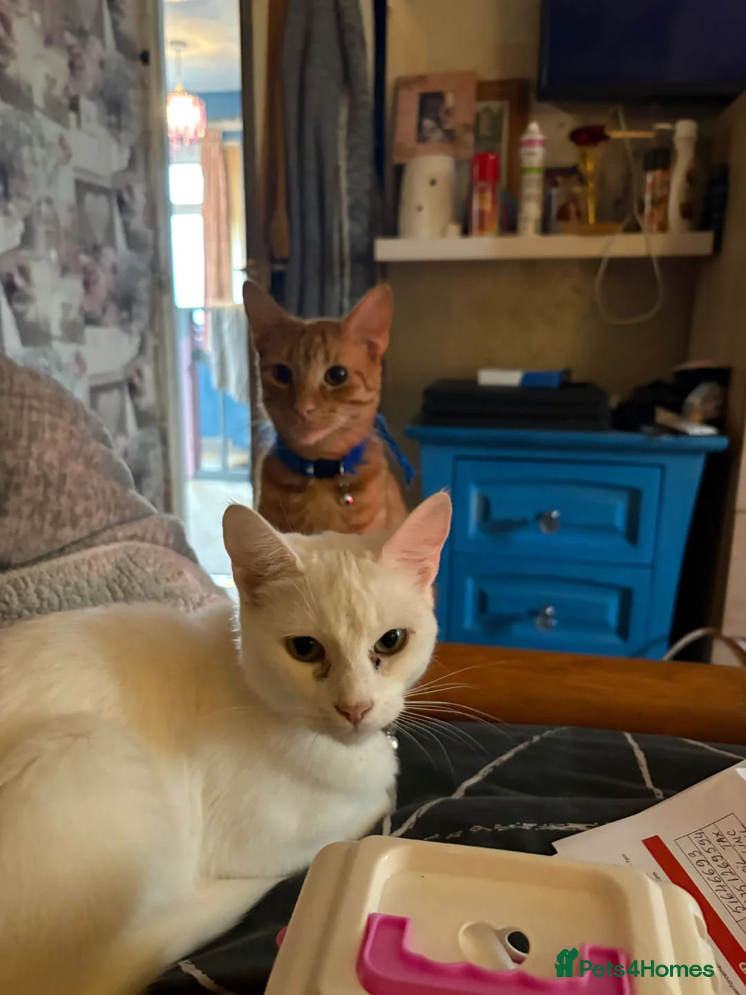 Mixed Breed cats for sale: Brother and sister  - Advert 12