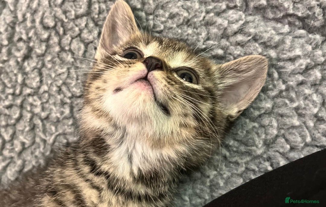 Mixed Breed cats for sale: Adorable mixed breed kittens  - Advert 13