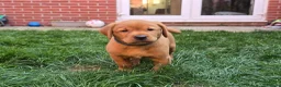 Labrador Retriever dogs for sale: KC Reg Fox Red Labrador Puppy - Advert 7
