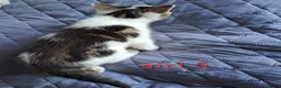 Domestic Shorthair cats for sale: 3 gorgeous kittens for sale - Advert 36