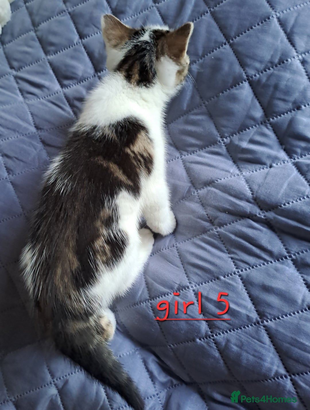 Domestic Shorthair cats for sale: 3 gorgeous kittens for sale - Advert 36