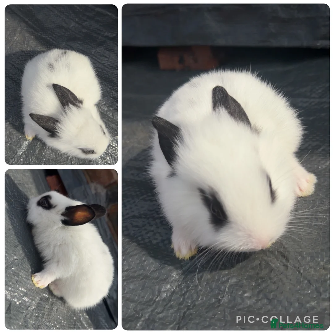 Lionhead rabbits for sale: 8 Double Maned Lionhead Babies - Advert 9