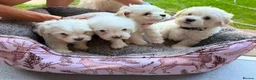 Mixed Breed dogs for sale: Bichon frise  in Bedford - Advert 19