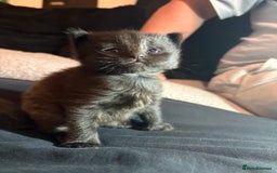 Mixed Breed cats for sale: Kittens for sale  - Image 11