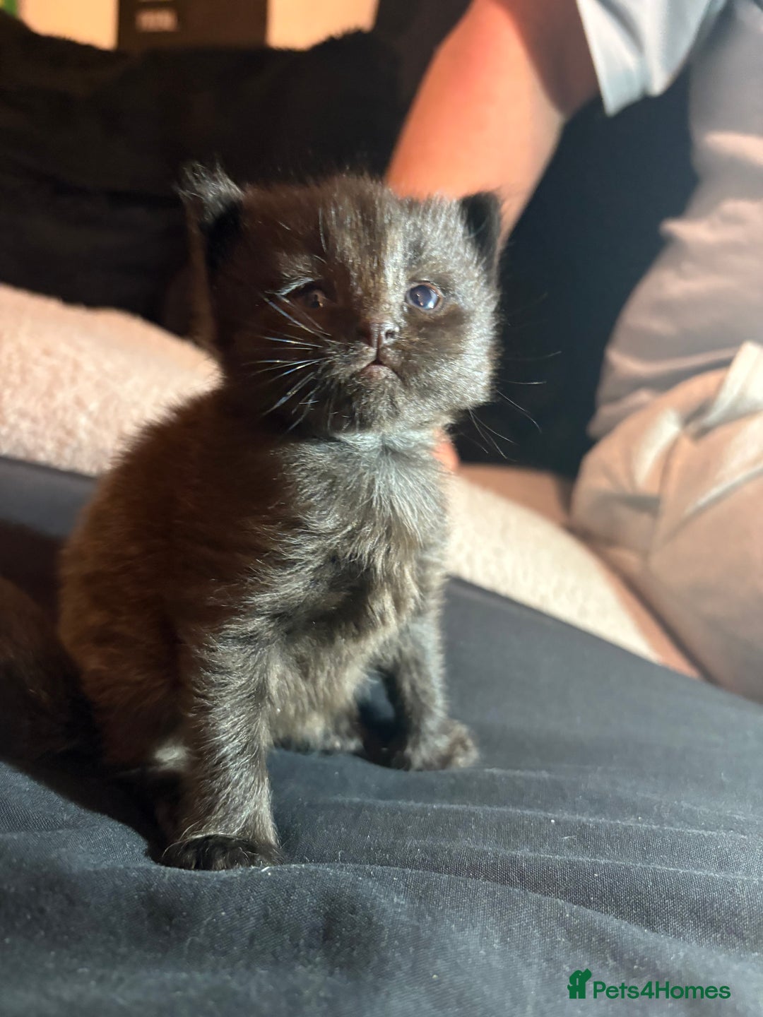 Mixed Breed cats for sale: Kittens for sale  - Image 11