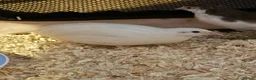 Quail poultry for sale: Chinese button quail  in Oswestry - Advert 3