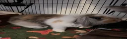 Mixed Breed rabbits for sale: 2 Rabbits, mixed breed of lionhead x mini lop in Skipton - Advert 5