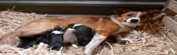 Border Collie dogs for sale: Two Beautiful Border Collie  - Advert 5