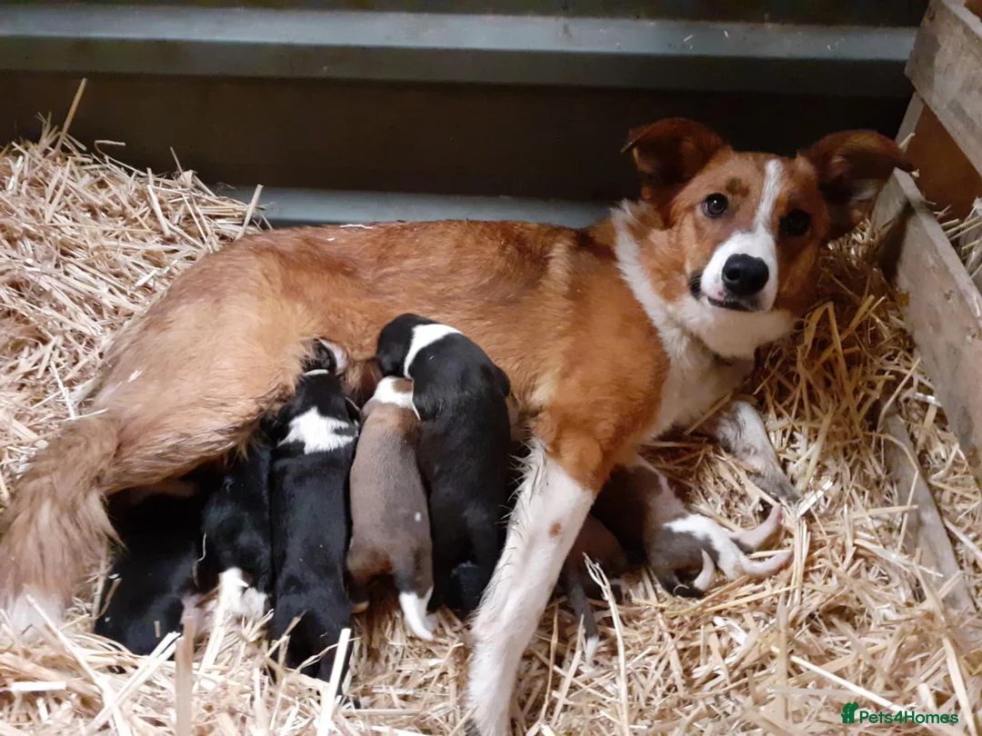 Border Collie dogs for sale: Two Beautiful Border Collie  - Advert 5