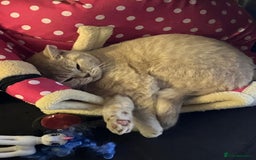 British Shorthair cats for sale: Mabel needs a quiet loving home  - Image 8