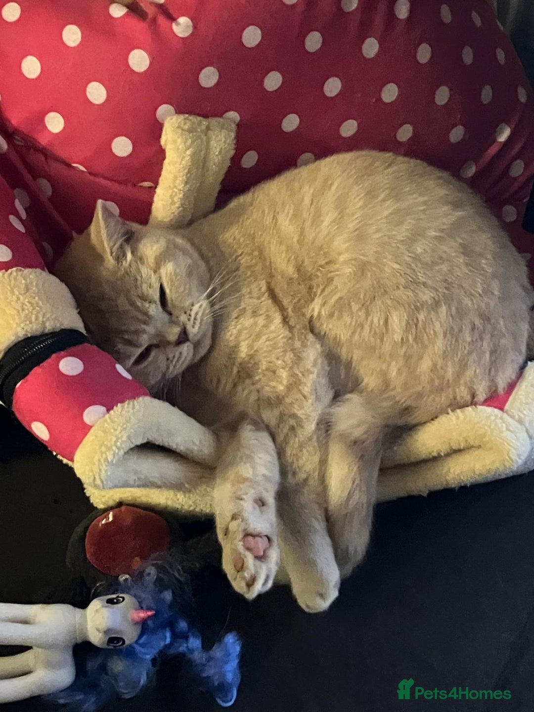 British Shorthair cats for sale: Mabel needs a quiet loving home  - Image 8