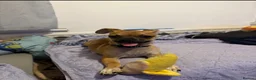 Chihuahua dogs for sale: Beautiful Cream chihuahua for sale  in London - Advert 8