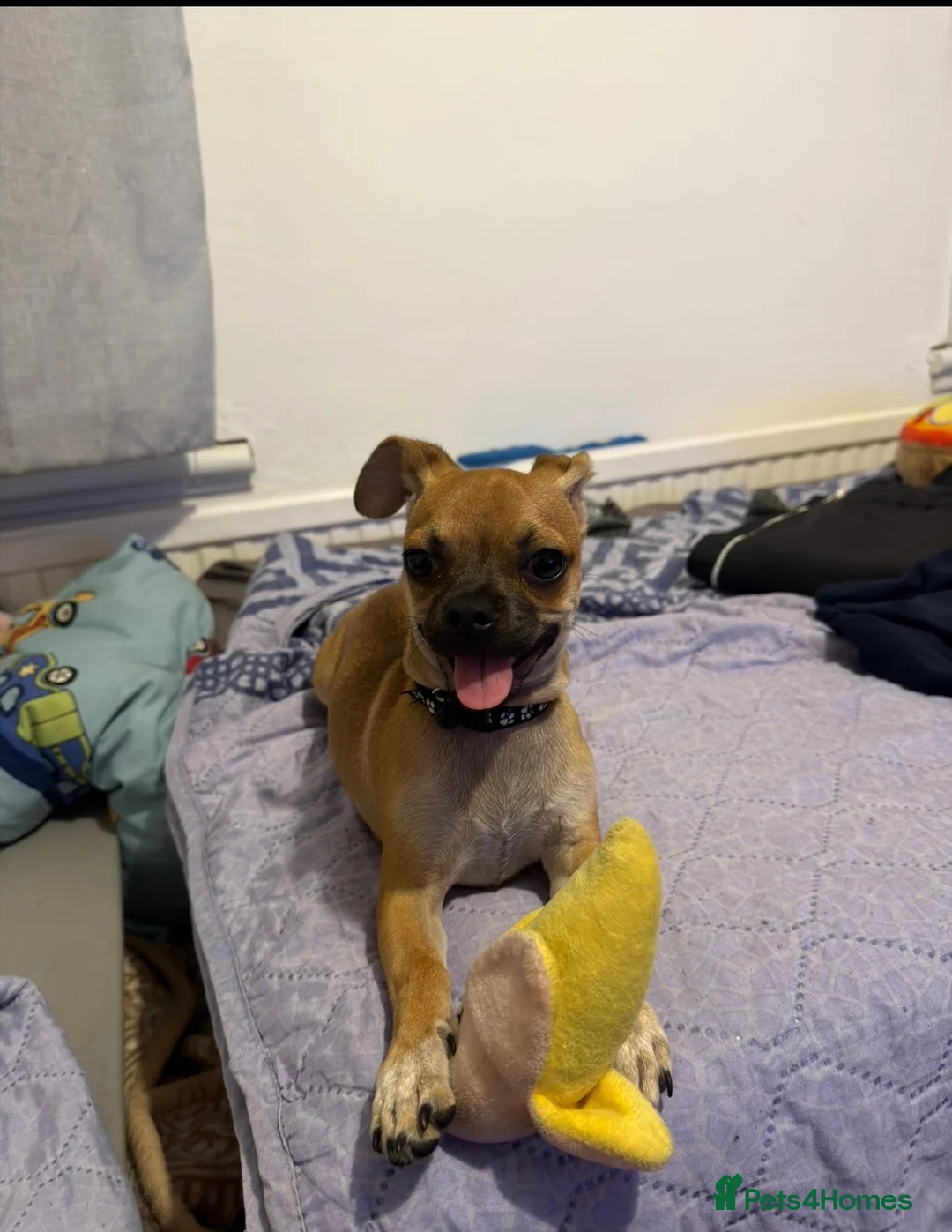 Chihuahua dogs for sale: Beautiful Cream chihuahua for sale  in London - Advert 8