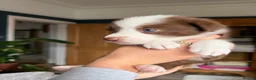 Border Collie dogs for sale: Red & white tri Merle border collie puppies puppy - Advert 3