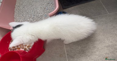 Mixed Breed cats - Advert 14