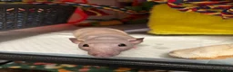 Rat rodents for sale: Two male Rex rats - Advert 6