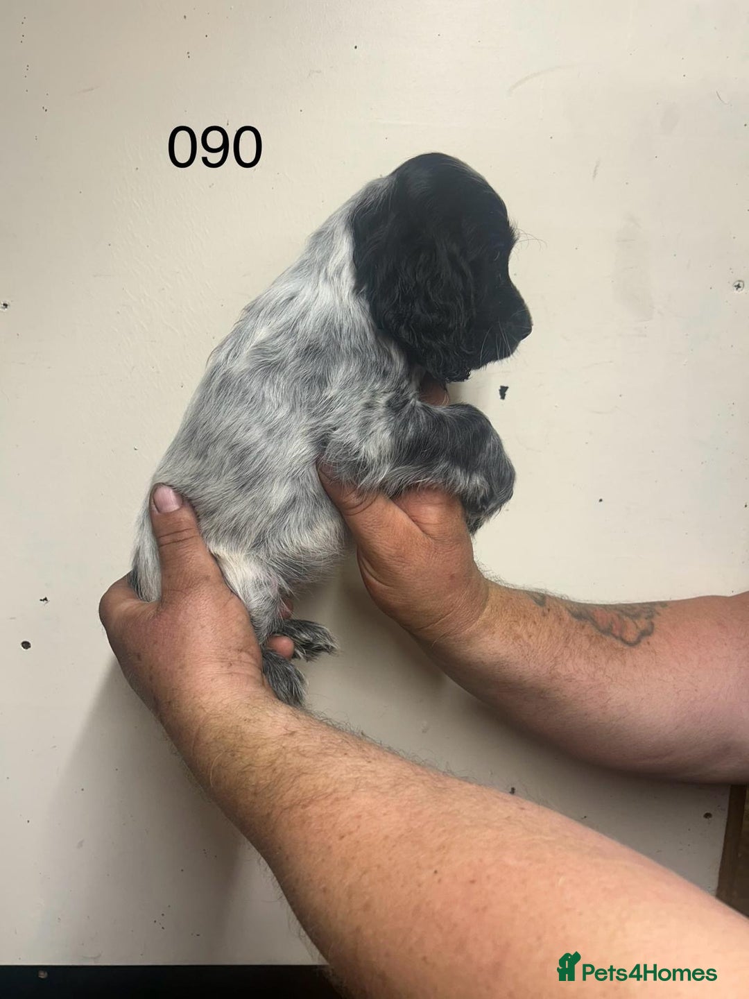 Cocker Spaniel dogs for sale: Blue Roan and Blue Roan & Tan - Image 27