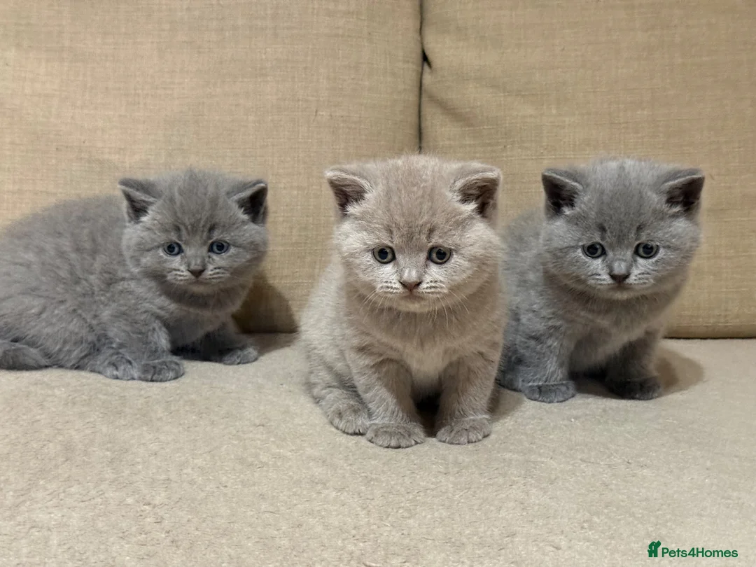 British Shorthair cats for sale: British shorthair kittens  - Advert 1