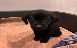 Labrador Retriever dogs for sale: Fabulous Labrador puppies  - Advert 27