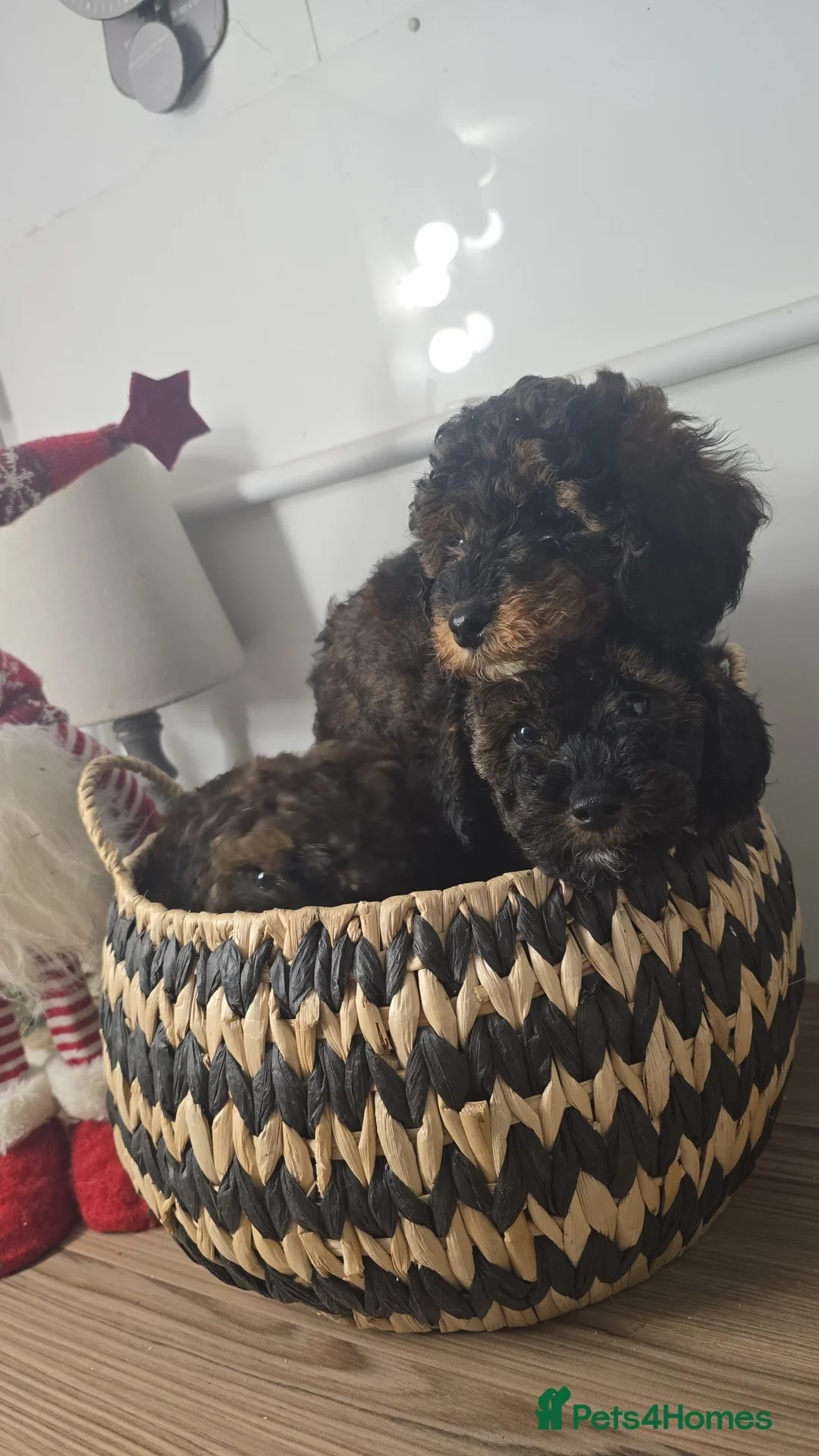 Toy Poodle dogs for sale: Mini merle Poodles - Ready now - Advert 11