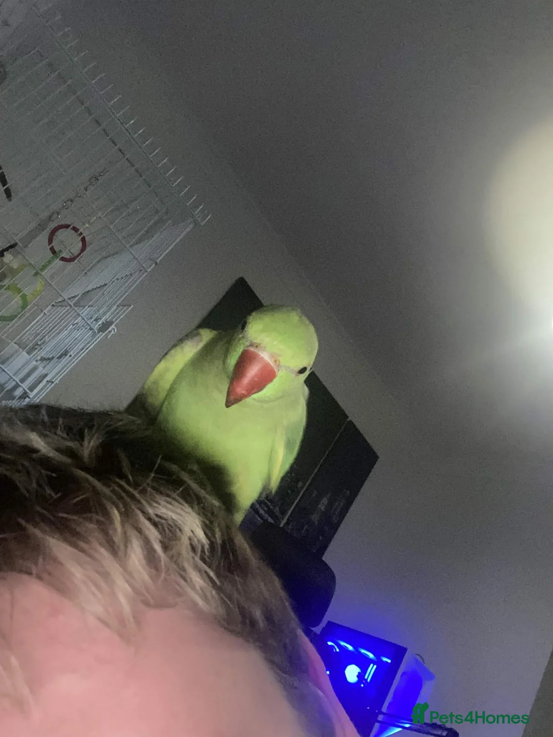 Ringnecks birds for sale: Green Ringneck Parrot - Advert 1
