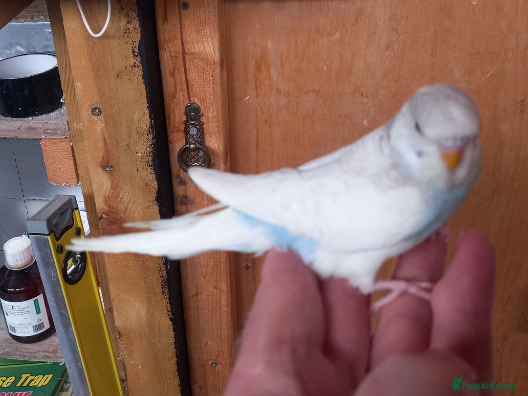 Budgerigars birds for sale: Stunning clear wing baby budgies.  - Image 4