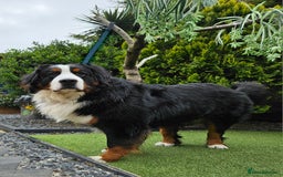 Bernese Mountain Dog dogs for stud: Proven health tested BMD handsome boy for stud. in Northampton - Image 5