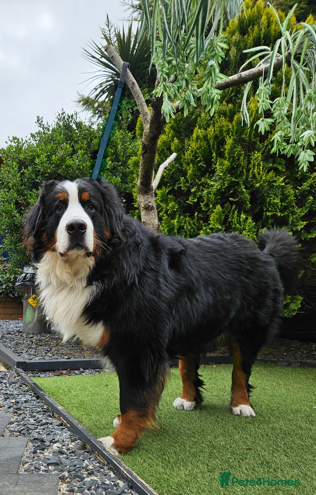 Bernese Mountain Dog dogs for stud: Proven health tested BMD handsome boy for stud. in Northampton - Image 5