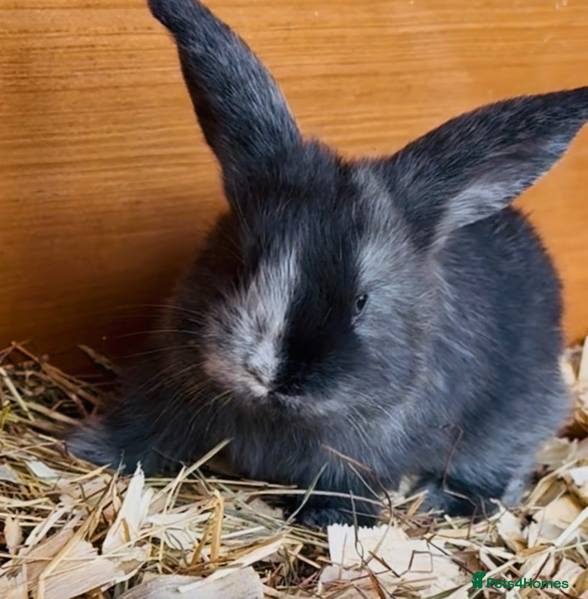 French Lop rabbits Stunning pure bred French lops  - Advert 3