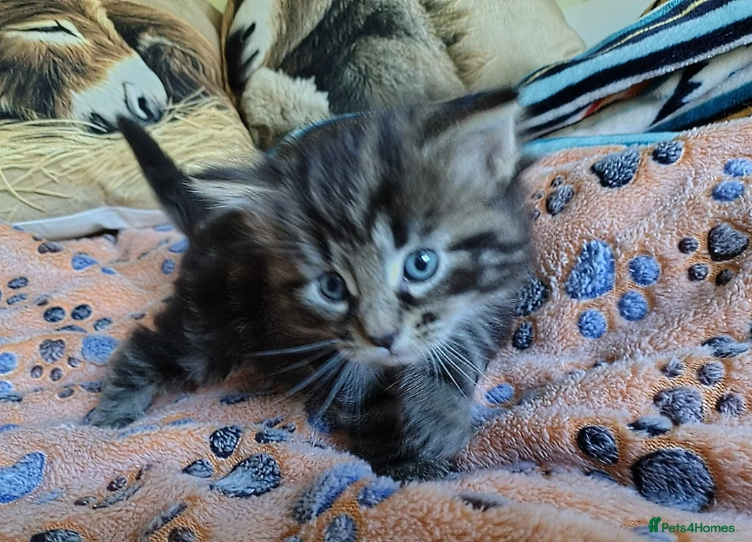 Norwegian Forest Cat cats for sale: Beautiful Pedigree Norwegian Forest kittenss in Durham - Advert 1