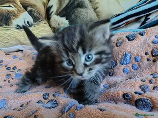 Norwegian Forest Cat cats Beautiful Pedigree Norwegian Forest kittens - Advert 1