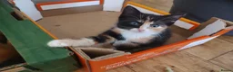 British Shorthair cats for sale: Five stunning kittens available immediately  - Advert 15