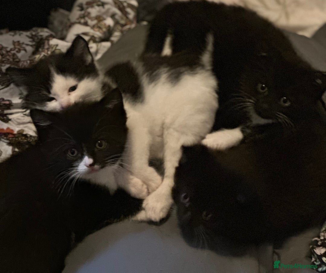 Mixed Breed cats for sale: Adorable Kittens, super cute!  - Image 9