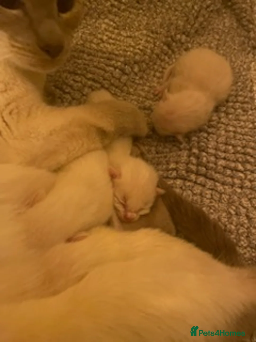 Ragdoll cats for stud: Stud Muffin in Ilkeston - Advert 17