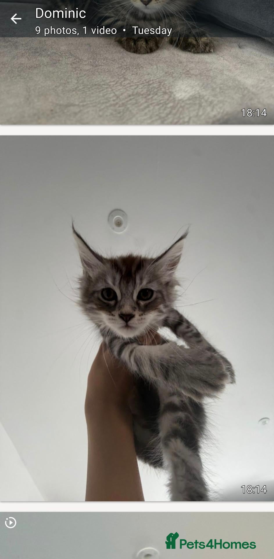 Maine Coon cats Main coon kittens ready now - Advert 1
