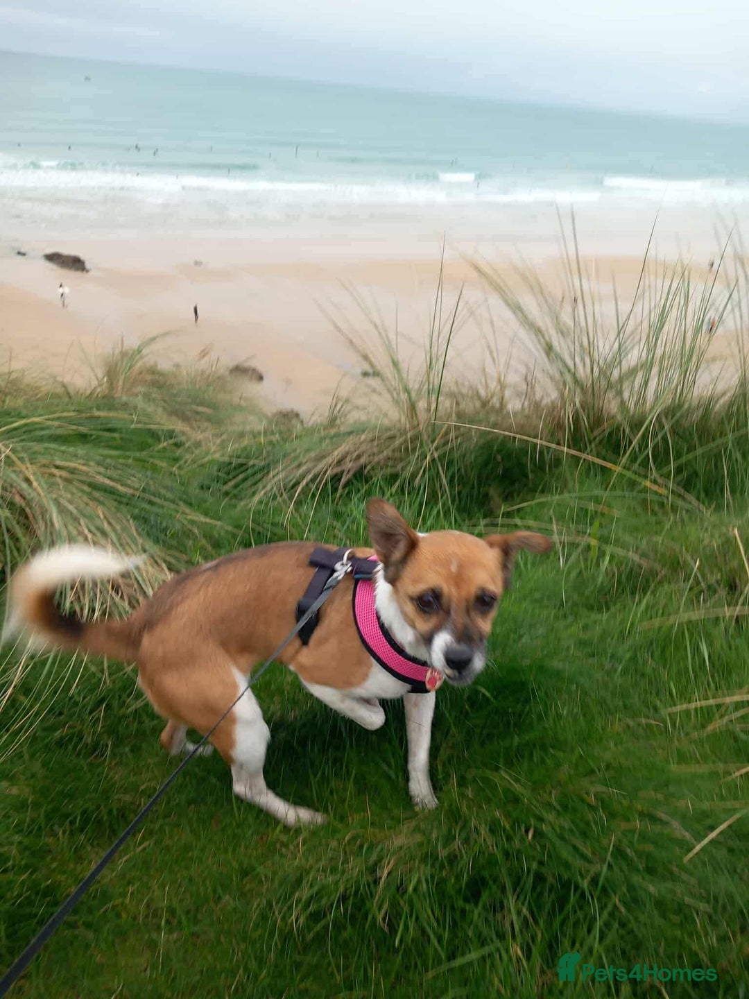 Mixed Breed dogs for adoption: Loving home needed for beautiful Tina  - Advert 5