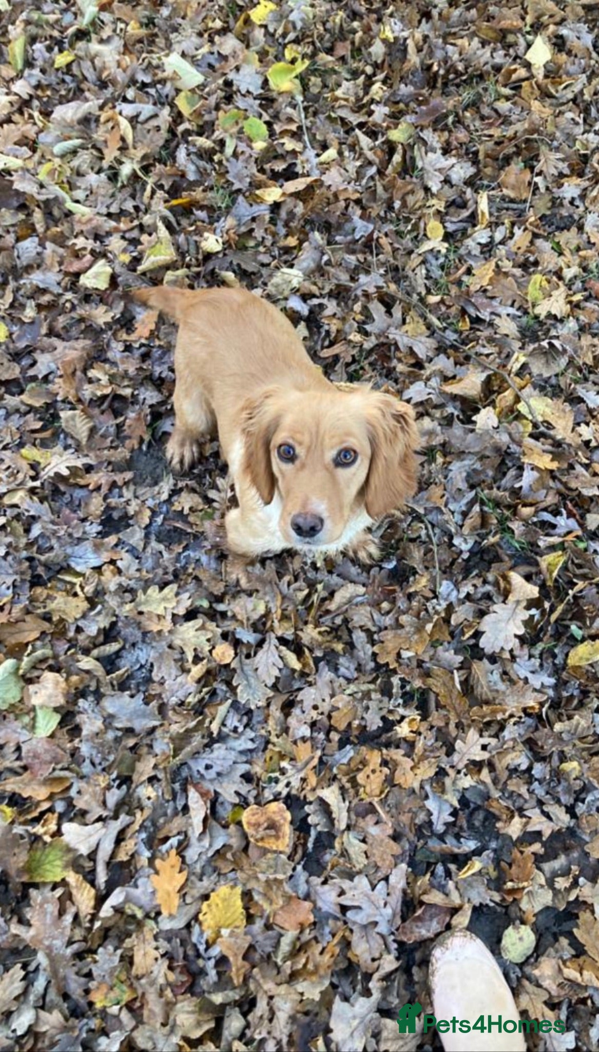 Cocker Spaniel dogs KC registered cockerspaniel puppies - Advert 2