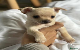 Chihuahua dogs for sale: Tiny pure breed chihuahua  - Image 6