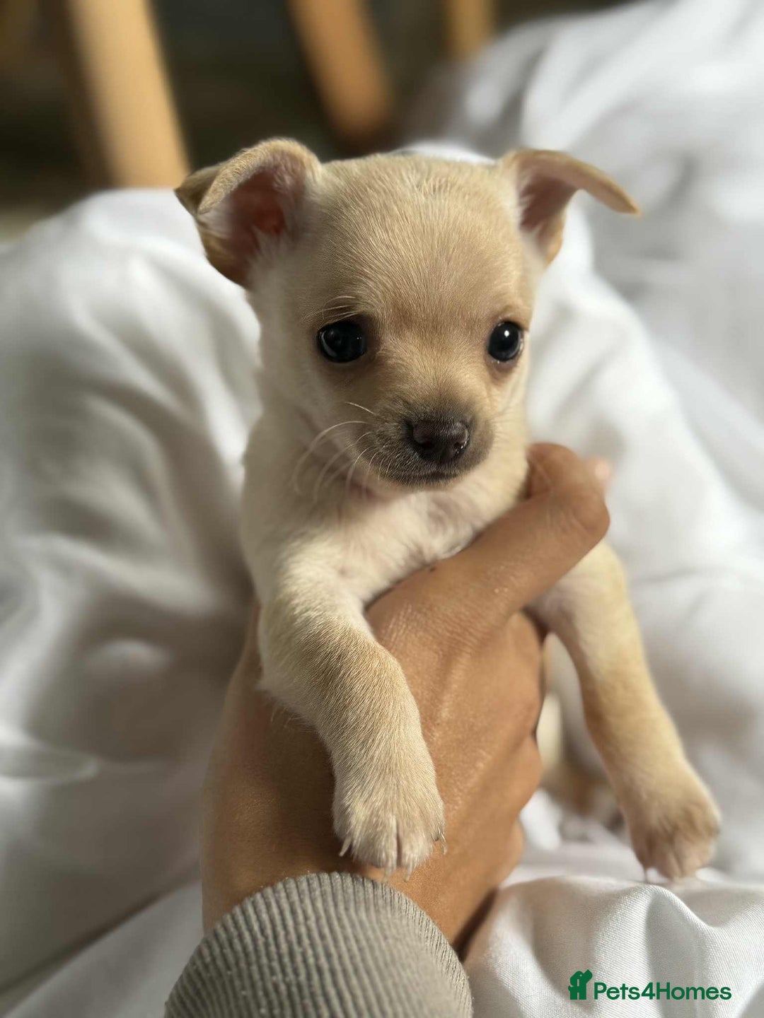Chihuahua dogs for sale: Tiny pure breed chihuahua  - Image 6