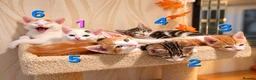 Mixed Breed cats for sale: 🐾 6 Adorable & Playful Kittens - 1 Girl & 5 Boys - Advert 18