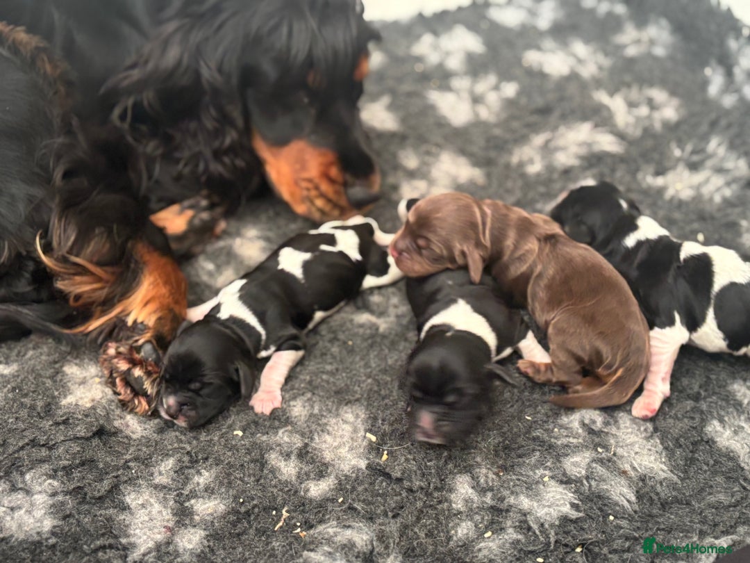 Cocker Spaniel dogs for sale: Show cocker spaniel puppies  - Advert 2